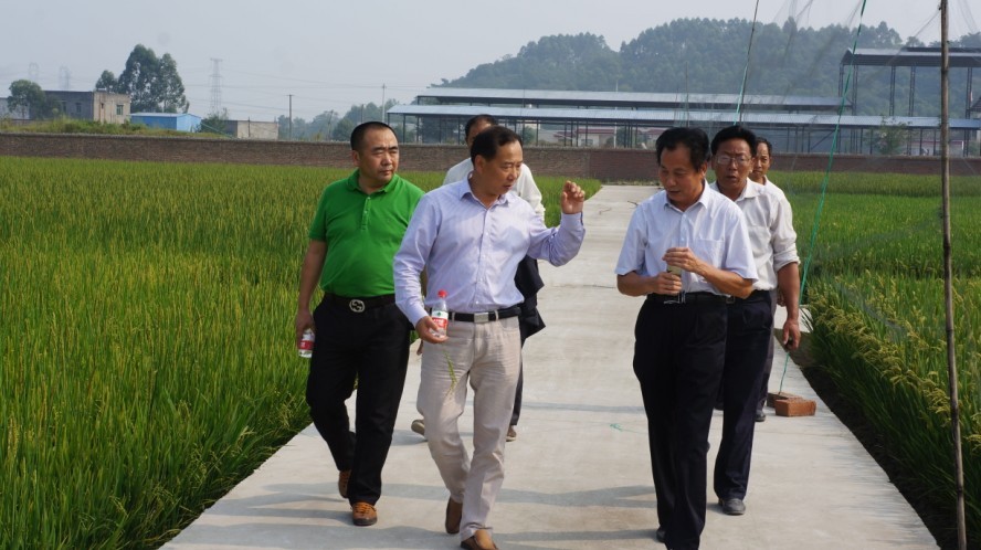 樂山市農委主任楊躍平和公司總經理李偵榮到水稻研究基地考察新品種